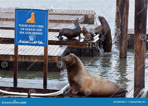 Sea Lions Play in Pier 39 at Fisherman S Wharf Stock Image - Image of eared, attention: 56625611