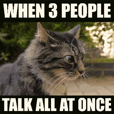 Grumpy Cat Memes Funny Clean Gifs / Cats Funny Cat Memes Memes Gifs Imgflip - Pug dog and grumpy ...