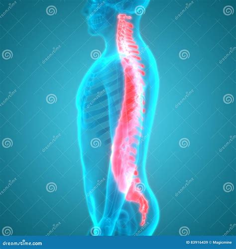 Spinal Cord a Part of Human Skeleton Anatomy Lateral View Stock Illustration - Illustration of ...