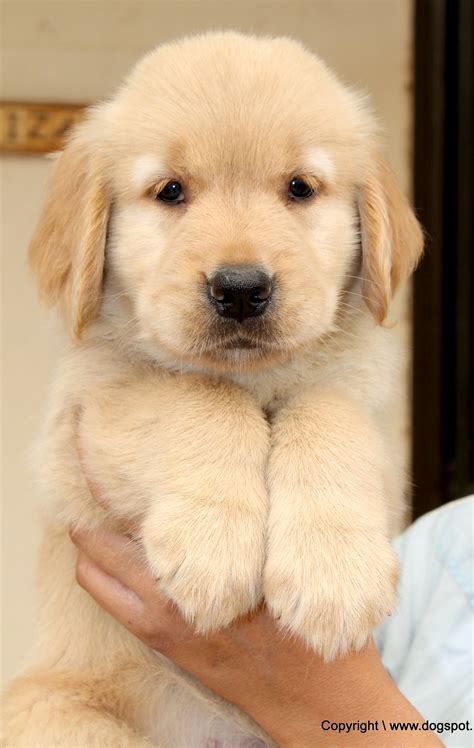 Golden Retriever Labrador Golden Retriever Pictures Of Dogs And Puppies