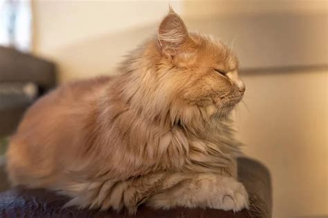 Ginger Cat Balcon Sunny Weather Stock Photo by ©anastasiyparfenyuk 201900394