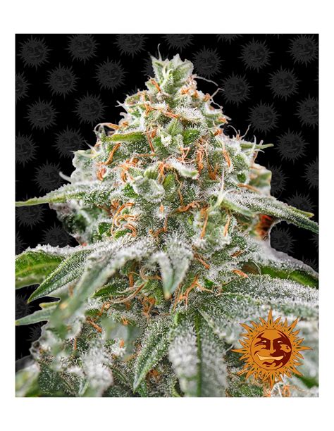 Buy Barneys Farm Seeds Pink Kush - Cannabis Seeds