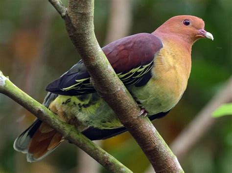 13 Jenis Burung Punai yang Ada di Indonesia. Bisa Dipelihara di Rumah ...