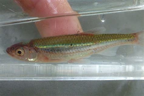 Emerald Shiner? - Identification Assistance - NANFA Forum