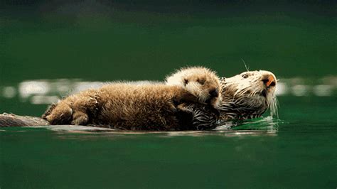 Otters GIFs - Get the best GIF on GIPHY