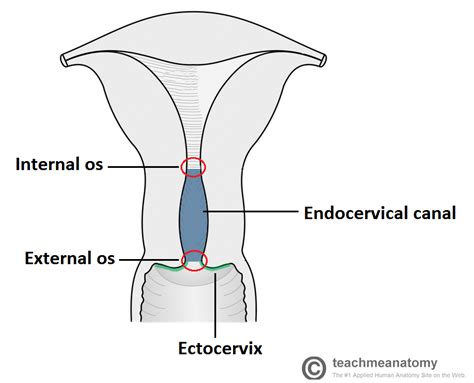 Cervical Disorders - TeachMeObGyn