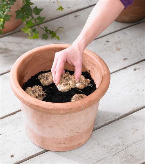 How to Grow Summer Bulbs in Containers