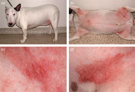 Atopic Dermatitis In Dogs