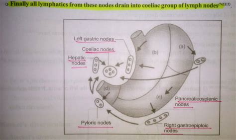 Lymphatic drainage Stomach ... (*) Obvious Coeliac, Obvious, Drainage, Stomach, Anatomy, Quick ...