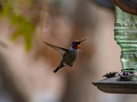 Red-Throat Anna's Hummingbird Free Stock Photo - Public Domain Pictures