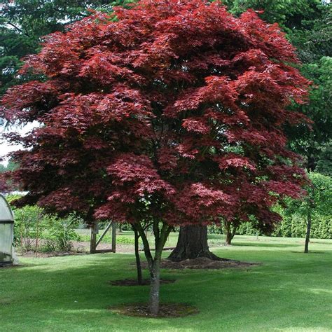 Pixie Japanese Maple- This is a Red Foliage dwarf Japanese Maple. Leav - Pixies Gardens