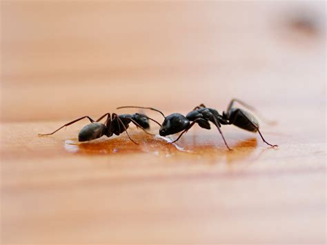 Little Black Ants: Get Rid of Little Ants in Your House