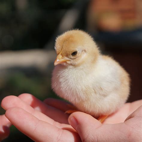 How to Care for Day Old Chicks: A Beginner's Guide – We Know Pets