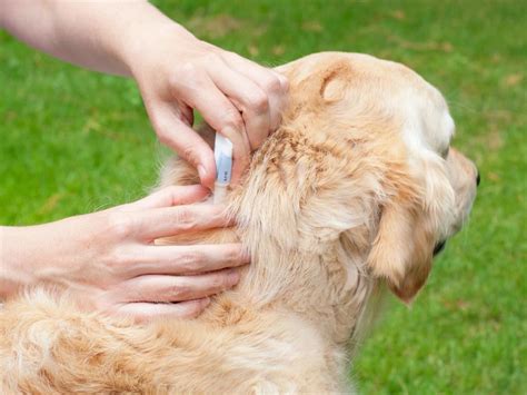 What’s the best flea treatment for your dog?