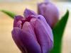 Purple Wedding Flowers - Top 5 Choices