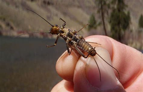 Top Ten Tips for the Skwala Stonefly Hatch — Red's Fly Shop