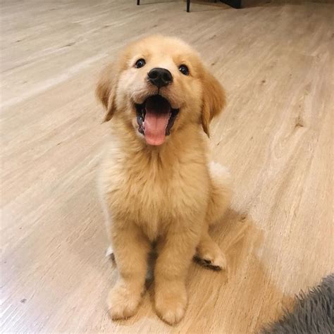 golden retriever puppy smile | 子犬 かわいい, レトリーバー, ゴールデンレトリバーの子犬