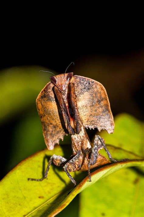 Dead Leaf Mantis stock image. Image of adaptation, close - 47617993