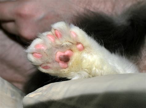 Polydactyl Maine Coon Paws Amazing Looking Cat - Prefixword