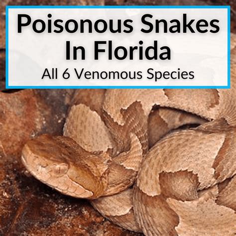 Poisonous Snakes In Florida (All 6 Venomous Species)