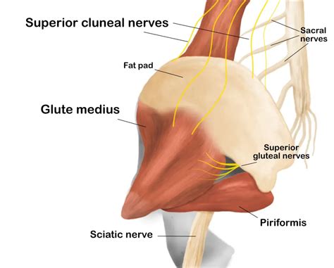 Does Cluneal Nerve Entrapment Cause Back Pain? - Massage & Fitness Magazine