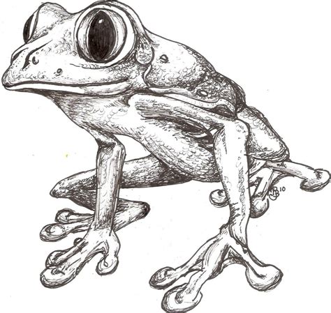 Frog Drawing Reference and Sketches for Artists