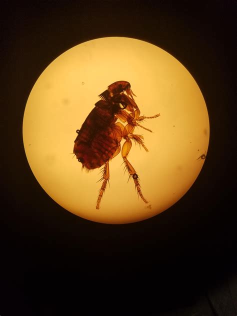 Flea under a microscope : r/mildlyinteresting