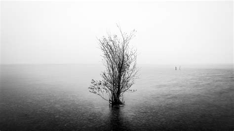 The lonely tree - Garda lake, Italy - Fine art photography… | Flickr