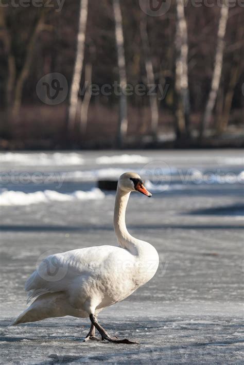 Mute Swan walking in the natural winter environment. 848694 Stock Photo at Vecteezy