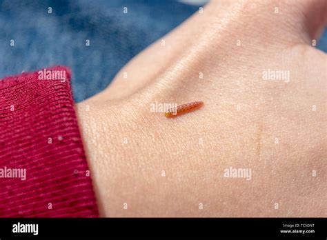 A tiny pink worm or caterpillar with pale yellow dots crawls along a human's hand Stock Photo ...