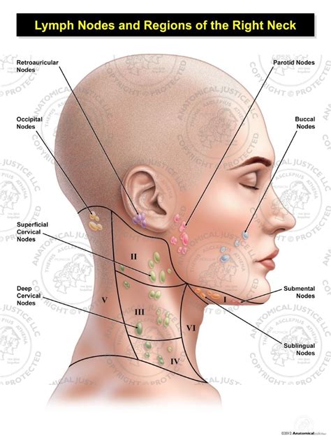 Lymph Nodes In Neck