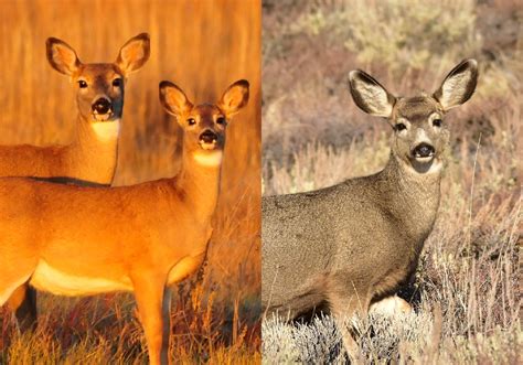 Mule Deer vs. Whitetail Deer: How to Tell Them Apart | Outdoor Life