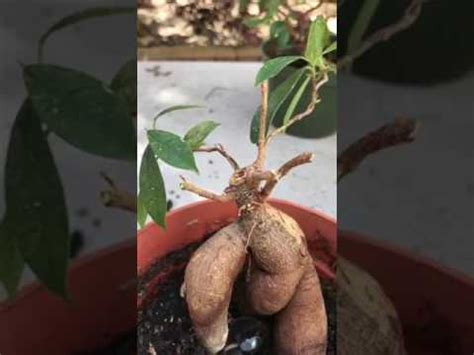 Ginseng Ficus Bonsai Pruning - YouTube