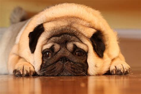 Жирный Мопс (57 фото) | Fat dogs, Fat puppies, Pugs