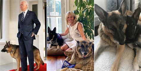 Joe Biden's 2 Dogs Make Massively Successful Twitter Debut