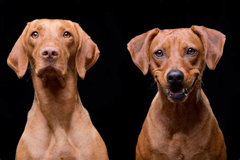 Vizsla Mixes: 12 Common Vizsla Mixed Breeds Explained | It's A Vizsla