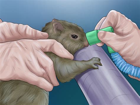 How to Keep a Pet Squirrel (with Pictures) - wikiHow