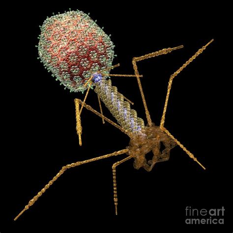 Bacteriophage T4, Artwork Photograph by Russell Kightley | Fine Art America