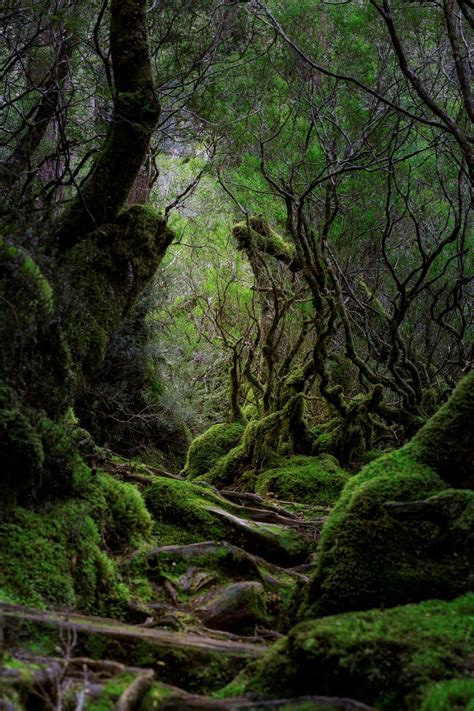 15 Simple Ideas for Forest and Woodland Photography | Photocrowd Photography Blog