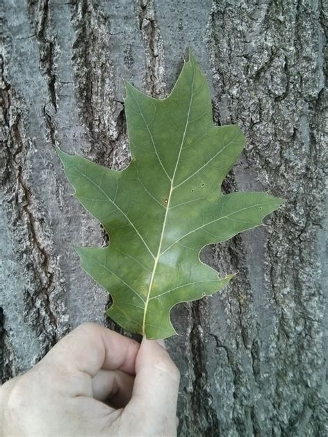 northern red oak - TREE TREKS