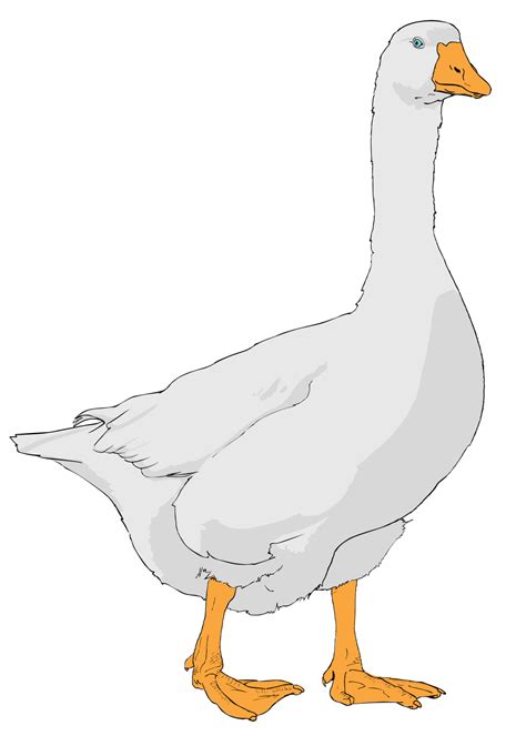 Goose clipart vector, Goose vector Transparent FREE for download on ...