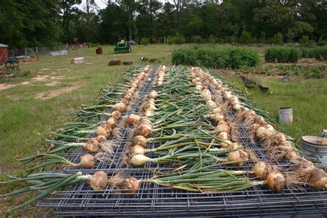 I need help about growing onions in Texas in the Texas Gardening forum ...