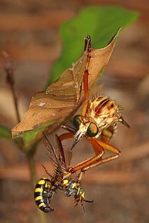Hanging Thief - Diogmites species with Wasp, Solon Dixon F… | Flickr