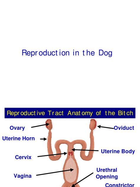 Dog Reproductive Anatomy and Physiology | PDF | Reproductive System | Penis