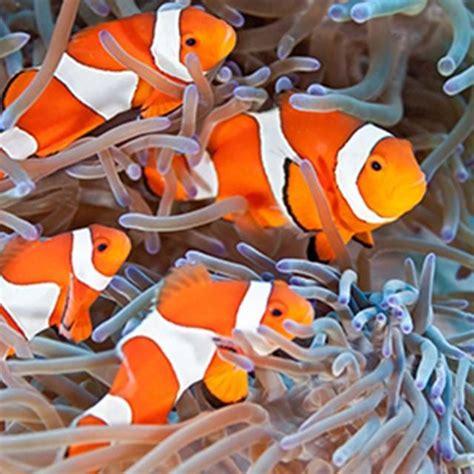 Clownfish | SEA LIFE Arizona Aquarium