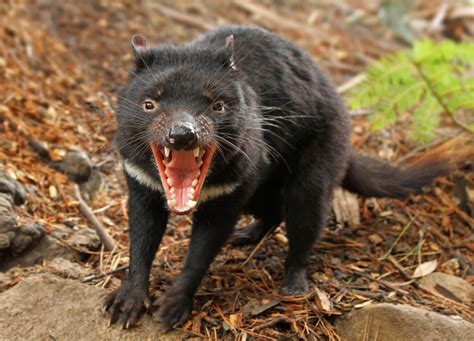 Tasmanian Devil Pics: Capturing The Essence Of A Unique Australian Icon