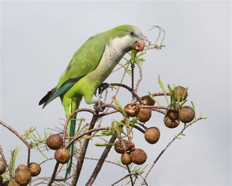 Monk Parakeet | Birdspix