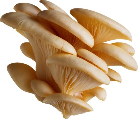 Transship West Bengal Oyster Mushroom, Packaging Type: Carton, Packaging Size: 5 Kg at Rs 100/kg ...