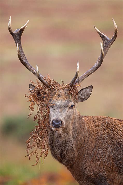 Stag Antler Ornaments - Francis J Taylor Photography