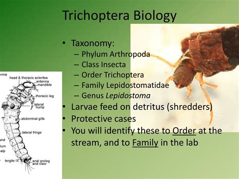 PPT - Stream Ecology and Macroinvertebrate Biology PowerPoint Presentation - ID:4118464